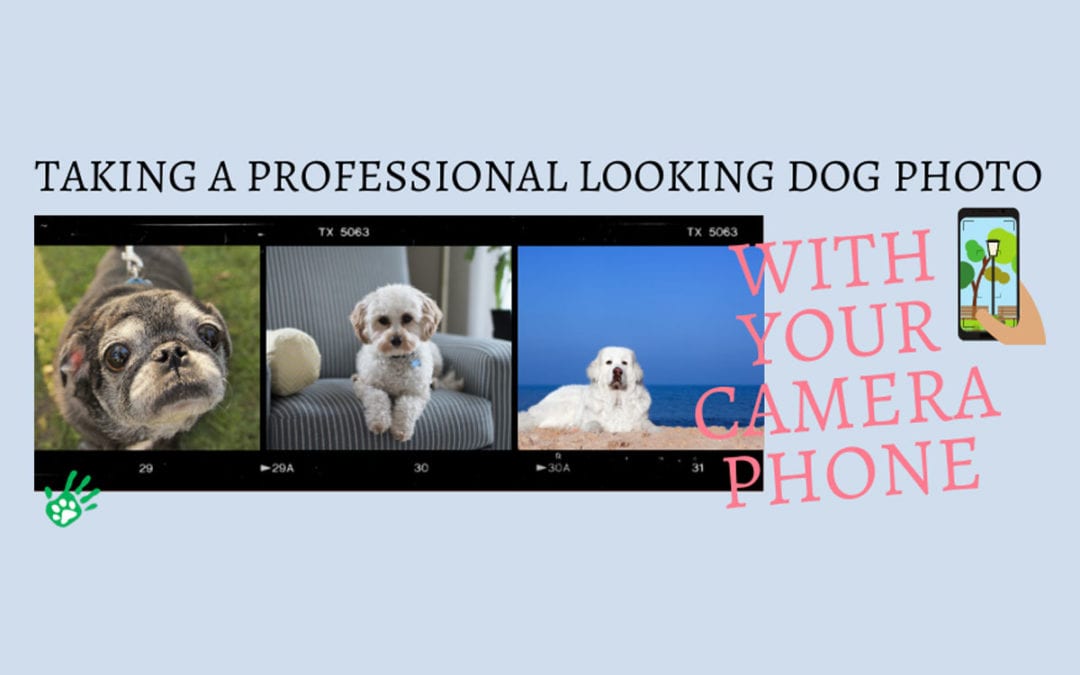 How to Take a Professional Looking Photo of Your Dog
